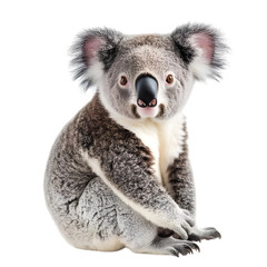 Naklejka premium Koala sitting isolated on transparent background