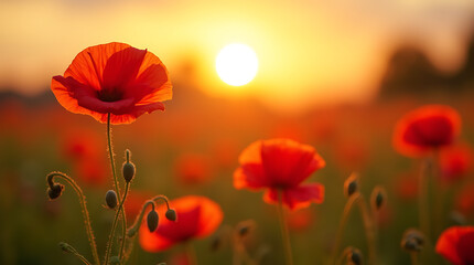 Radiant Red Poppies Glowing Under the Golden Sunlight at a Summer Sunset &ndash; A Stunning Natural View of Blooming Flowers in a Dreamy Landscape