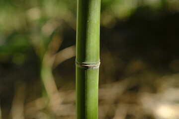 Obraz premium Natura, Roma, Italia