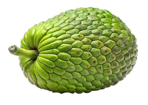 Patau&aacute; (Oenocarpus bataua) isolated on white background