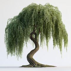 A realistic 3D rendering of a willow tree featuring gracefully drooping branches with lush green foliage. The tree has a textured, curving trunk and is set against a plain white background