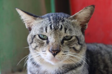 Close up portrait of gray domestic cat with green eyes looking serious. Beautiful feline face showing natural expression. Pet animal photography for wildlife, nature, or home concept background.
