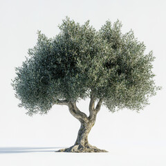 A realistic 3D-rendered olive tree with a gnarled, textured trunk and a full canopy of silvery-green leaves. The tree is rooted in a rocky base, surrounded by moss, and set against a clean white backg