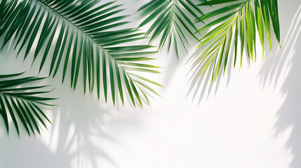 Palm Leaves Shadow on White Background