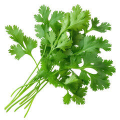 A bunch of fresh green cilantro leaves. They are arranged in a bunch