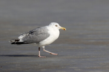 Herring gull