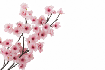 A close up of a pink flower with a white background. The flower is the main focus of the image, and it is delicate and beautiful. The white background emphasizes the pink color of the flower