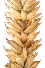 triticum aestivum ear