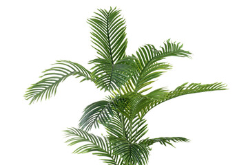 closeup of tropical Artificial Areca Palm Plant isolated