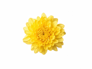 A yellow flower with a yellow center and yellow petals. The flower is in the center of the image and is the main focus
