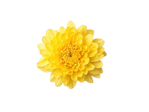 A yellow flower with a yellow center and yellow petals. The flower is in the center of the image and is the main focus