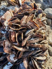 Moules sauvages
