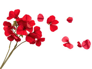 A bouquet of red flowers with a white background. The flowers are scattered in the air, creating a sense of movement and life. The image conveys a feeling of beauty and freshness