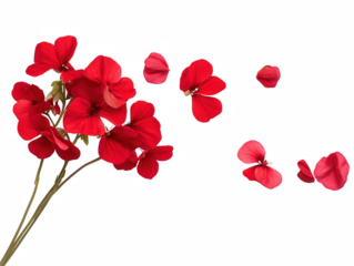 A bouquet of red flowers with a white background. The flowers are scattered in the air, creating a sense of movement and life. The image conveys a feeling of beauty and freshness