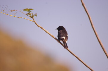 Hume's wheatear is a species of bird in the Old World flycatcher family Muscicapidae