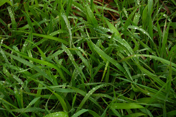 Close-up of fresh green grass leaves adorned with shimmering dewdrops on a tranquil early morning.