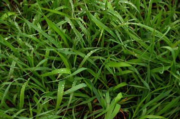 Close-up of fresh green grass leaves adorned with shimmering dewdrops on a tranquil early morning.