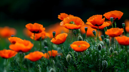 Obraz premium Orange Poppy Field In Nature