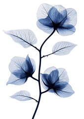 Obraz premium X-ray Bougainvillea