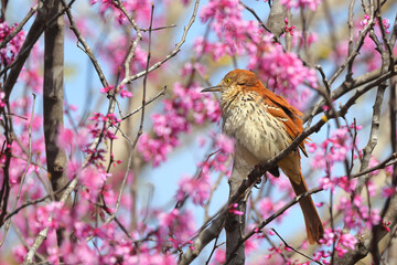 Brown speckled thrasher bird perched in purple blooming ester redbud tree. 