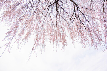 枝垂れ桜