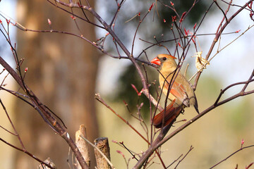 Female northern cardinal perched in tree against blurry background. 