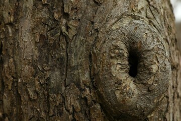 Tree bark background, close up view