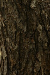 Tree bark background, close up view
