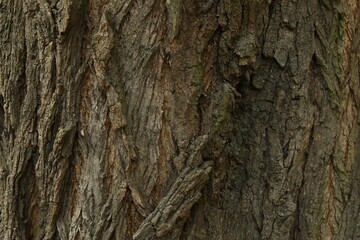 Tree bark background, close up view