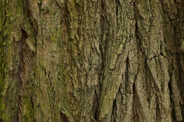 Tree bark background, close up view