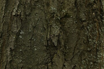 Tree bark background, close up view