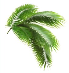 Naklejka premium Isolated Green Palm Fronds on White Background for Tropical Design