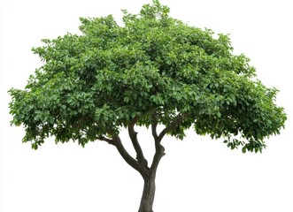 Obraz premium Isolated Tree with Green Leaves on White Background for Design Use
