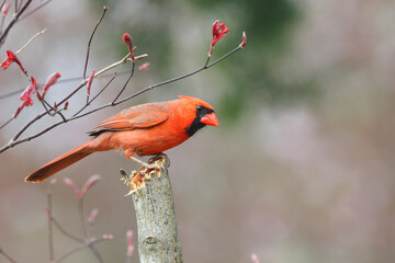 Male northern cardinal redbird perched against blurry background. 