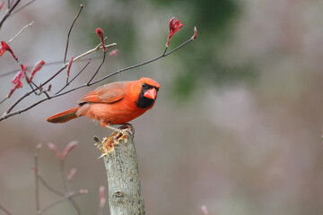 Male northern cardinal redbird perched against blurry background. 