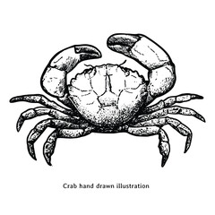 Crab illustration. Crab hand drawn illustration in vintage engraving style. Crab sketch