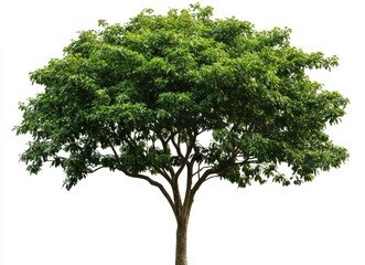 Obraz premium Standing Green Tree with Full Canopy Isolated on White Background