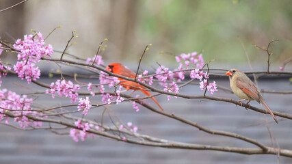 Male and female cardinals perched in eastern redbud tree blooming purple flowers on a spring day. 