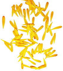 Yellow chrysanthemum flower petals isolated on white background