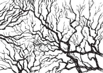 Tree branches silhouette isolated on white background. Vector illustration forest design and element landscape season, art and decoration abstract outdoor