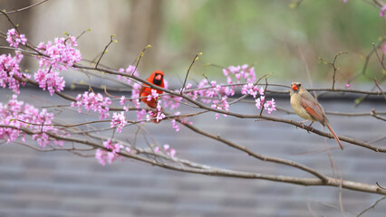 Male and female cardinals perched in eastern redbud tree blooming purple flowers on a spring day. 