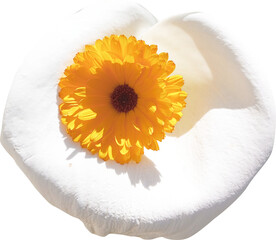 Calendula flower isolated on white background. Calendula officinalis