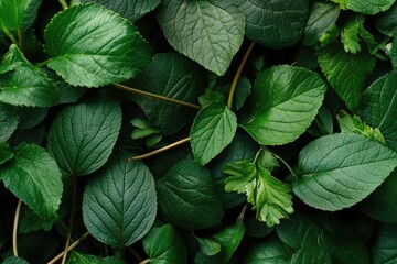 Close-up of ancient plant leaves and roots used in natural skincare formulations
