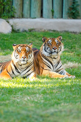 pareja de tigres descansando