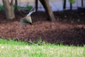 Fighting male robins fighting on a clear spring day. 