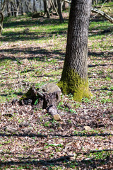 Freshly Cut Tree Trunk in Dense Woodland