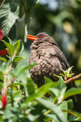 The common blackbird close-up portrait. Singing with open beak. Funny animal photo. Copy space for wildlife scene.