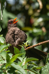The common blackbird close-up portrait. Singing with open beak. Funny animal photo. Copy space for wildlife scene.