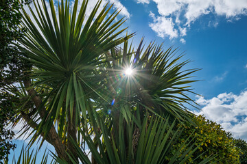 Sun spot/lens flare through a palm tree