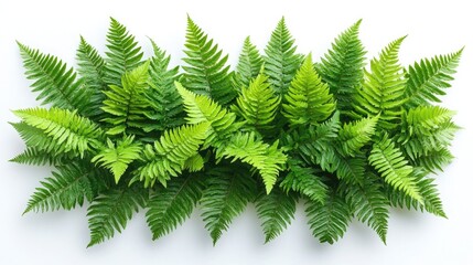 Green fern leaves on white background., Green fern plants in top view isolated.